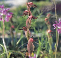 Carnamah-Eneabba Wildflower Drive - Lennox Head Accommodation