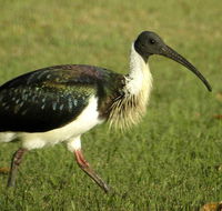 Toowoomba Water Bird Habitat - Lennox Head Accommodation
