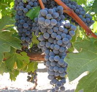 Joshuas Fault Wine - Lennox Head Accommodation