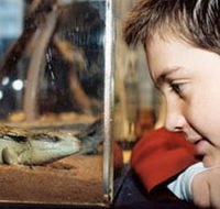 Canberra Reptile Zoo - Lennox Head Accommodation