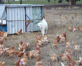 Northside Farmers Market - Lennox Head Accommodation 1