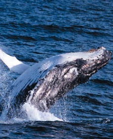 Sydney Eco Whale Watching - Lennox Head Accommodation 0