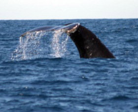 Sydney Eco Whale Watching - Lennox Head Accommodation 1