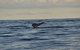 Sydney Eco Whale Watching - thumb 2