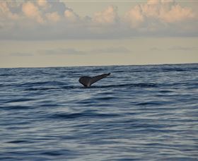 Sydney Eco Whale Watching - Lennox Head Accommodation 2