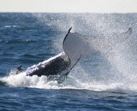 Sydney Eco Whale Watching - Lennox Head Accommodation 3