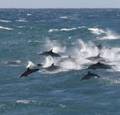 Tamboi Queen Cruises - Lennox Head Accommodation