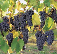 Hills Short Wine and Food Trail - Lennox Head Accommodation