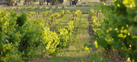 Bell River Estate Winery - Lennox Head Accommodation 3