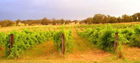 Bell River Estate Winery - Lennox Head Accommodation 7