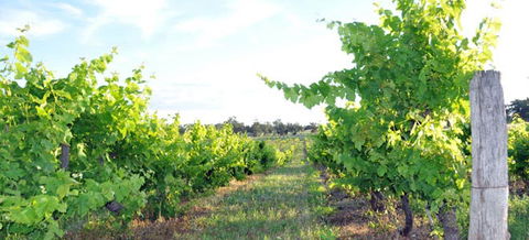 Bell River Estate Winery - Lennox Head Accommodation 8