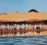Coorong National Park - Lennox Head Accommodation