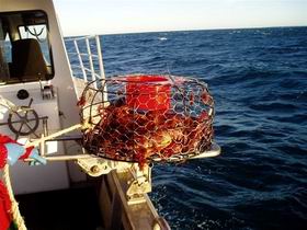 Lacepede Seafood - Lennox Head Accommodation 1
