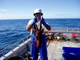 Lacepede Seafood - Lennox Head Accommodation 2