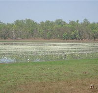Leaning Tree Lagoon Nature Park - Lennox Head Accommodation