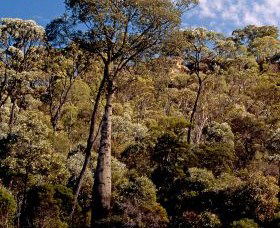 Ka Ka Mundi, Carnarvon National Park - Lennox Head Accommodation 0