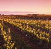 Ralph Fowler Wines - Lennox Head Accommodation