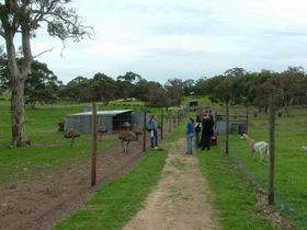 Avenue Emus - Lennox Head Accommodation 0