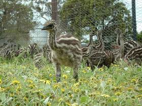 Avenue Emus - Lennox Head Accommodation 1