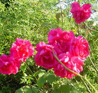 Bishop's Lodge Historic House and Heritage Rose Garden - Lennox Head Accommodation