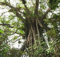 Cathedral Fig Tree - Lennox Head Accommodation