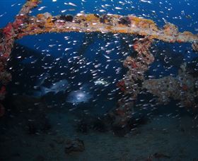 Lady Bowen Dive Site - Lennox Head Accommodation 1