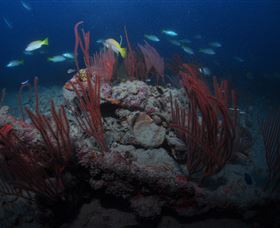 Lady Bowen Dive Site - Lennox Head Accommodation 3