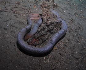 Lady Bowen Dive Site - Lennox Head Accommodation 2