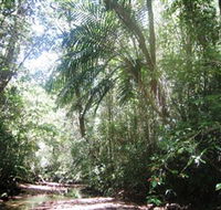 Mount Lewis National Park - Lennox Head Accommodation