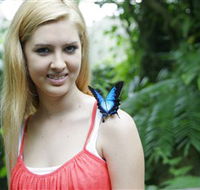 Australian Butterfly Sanctuary - Lennox Head Accommodation