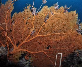 Eddy Reef Dive Site - Lennox Head Accommodation 3
