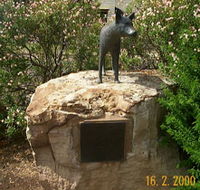 Dingo Statue - Lennox Head Accommodation