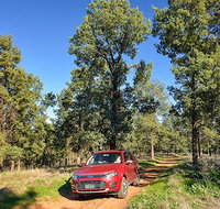 Forest drive
