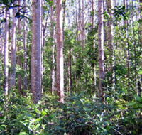 Cathu State Forest - Lennox Head Accommodation