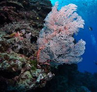 Barracuda Bommie Dive Site - Lennox Head Accommodation