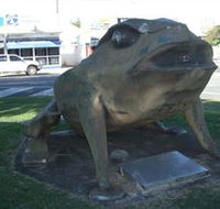 Big Cane Toad - Lennox Head Accommodation