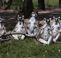 Savannah Visitor Plaza Taronga Western Plains Zoo Dubbo - Lennox Head Accommodation
