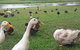 Gooseponds, North Mackay - thumb 2