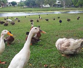 Gooseponds, North Mackay - Lennox Head Accommodation 2