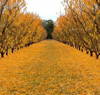 Sun Country on the Murray Farm Gate Trail - Lennox Head Accommodation