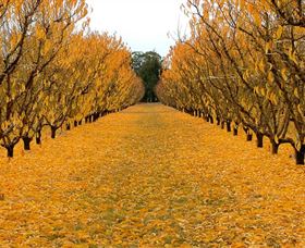 Sun Country On The Murray Farm Gate Trail - Lennox Head Accommodation 0