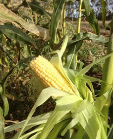 Captains Creek Organic Wines - Lennox Head Accommodation 2