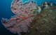 Luncheon Bay Dive Site - thumb 0