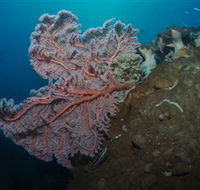 Luncheon Bay Dive Site - Lennox Head Accommodation