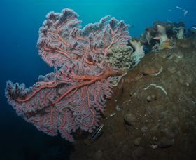 Luncheon Bay Dive Site - Lennox Head Accommodation 0