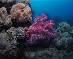 Luncheon Bay Dive Site - Lennox Head Accommodation 3
