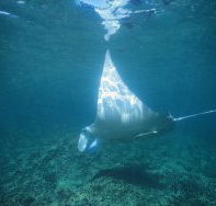 Manta Ray Bay Dive Site - Lennox Head Accommodation