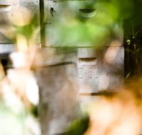 Bees on Keswick Island - Lennox Head Accommodation