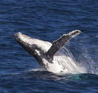 Whale Watching on Keswick Island - Lennox Head Accommodation