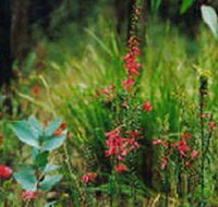 Enfield State Park - Lennox Head Accommodation